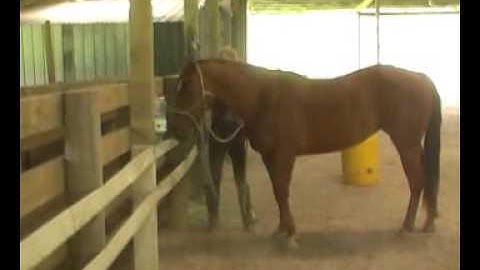 #13 HorseGym with Boots ANTHEM IS NEW TO NOSE TARGETS