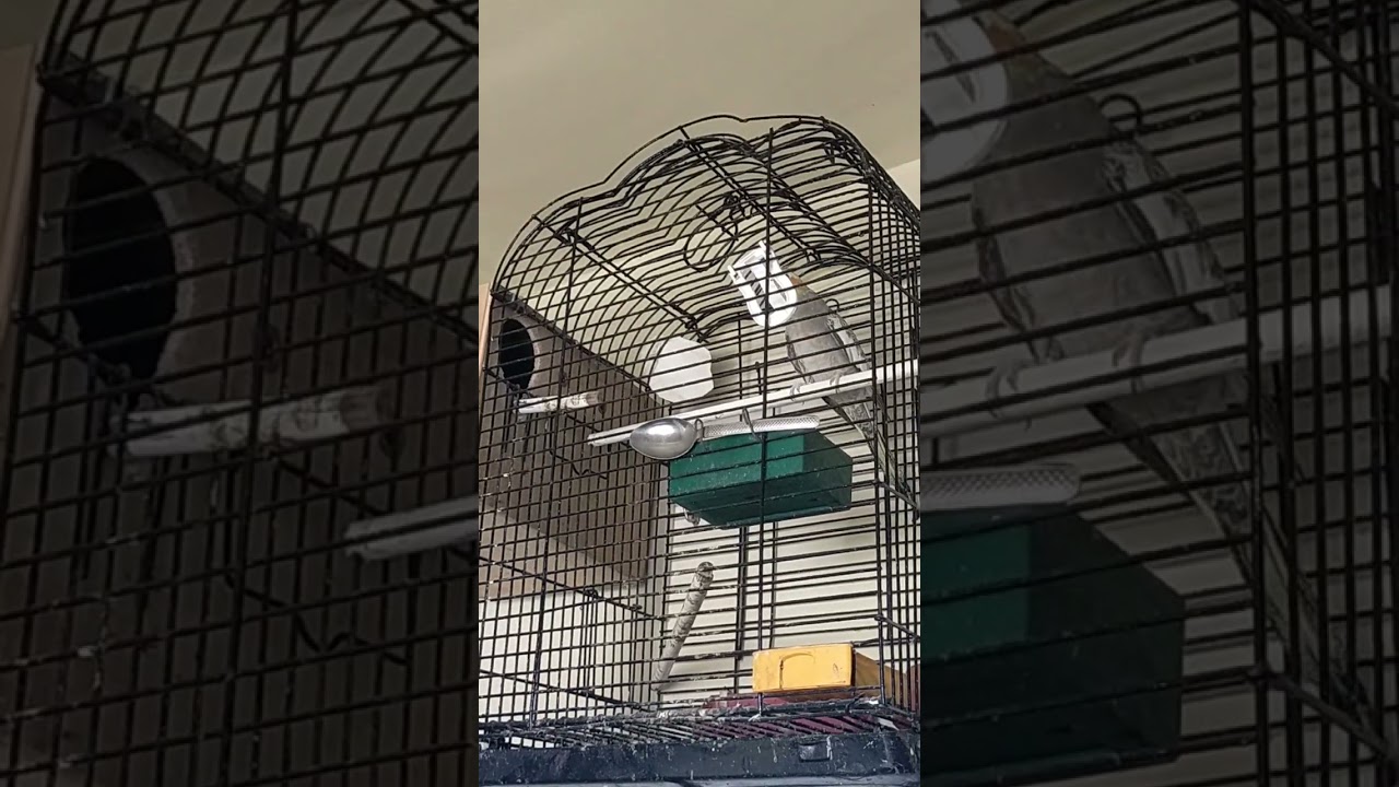 #طائر_الكوكتيل