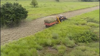 SILAGEM DE CAPIM BUFFEL