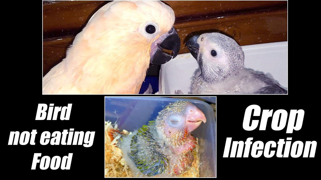 Why is my bird refusing to eat ? Baby Bird Vomiting Crop Infection