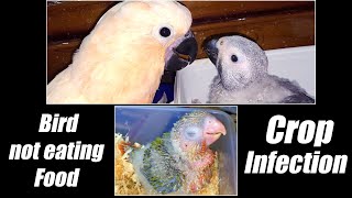 Why Is My Bird Refusing To Eat ? Baby Bird Vomiting Crop Infection