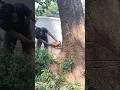 Woodworking tips and tricks Bigg tree feeling skills Technique #shorts #treecutting #chainsawman