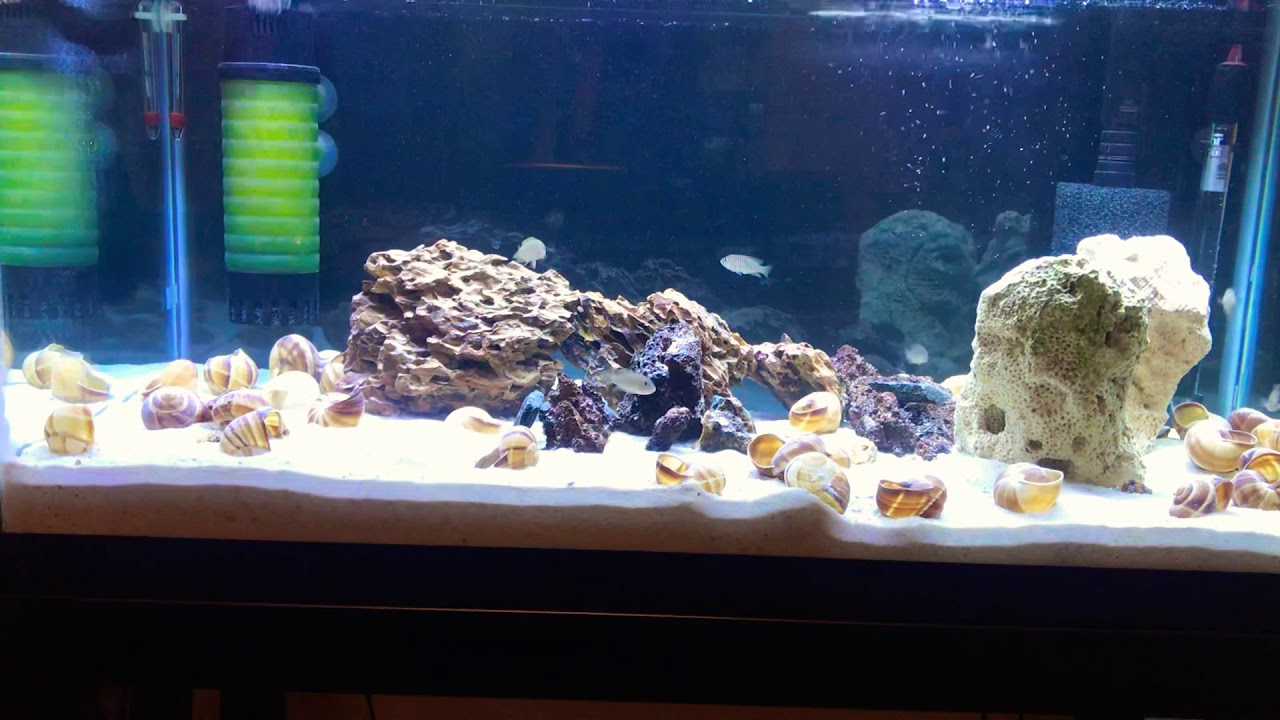 aquarium plants My NEW Shell Dwellers!