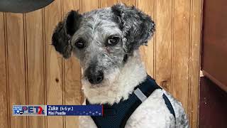 Pet Connection Zuke 6-16-23