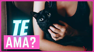 ¿Pueden los gatos amar a los humanos?