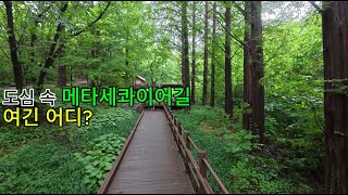 인천대공원 메타세쿼이아길 영상