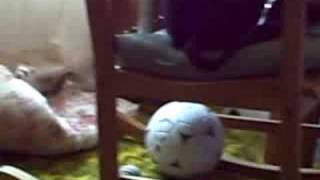 A Ferret And A Dog, A Friendship That Never Dies