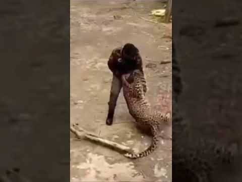   هجوم الفهد جاندربال