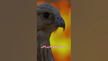 على الله ماعلى الغير اتكلنا 