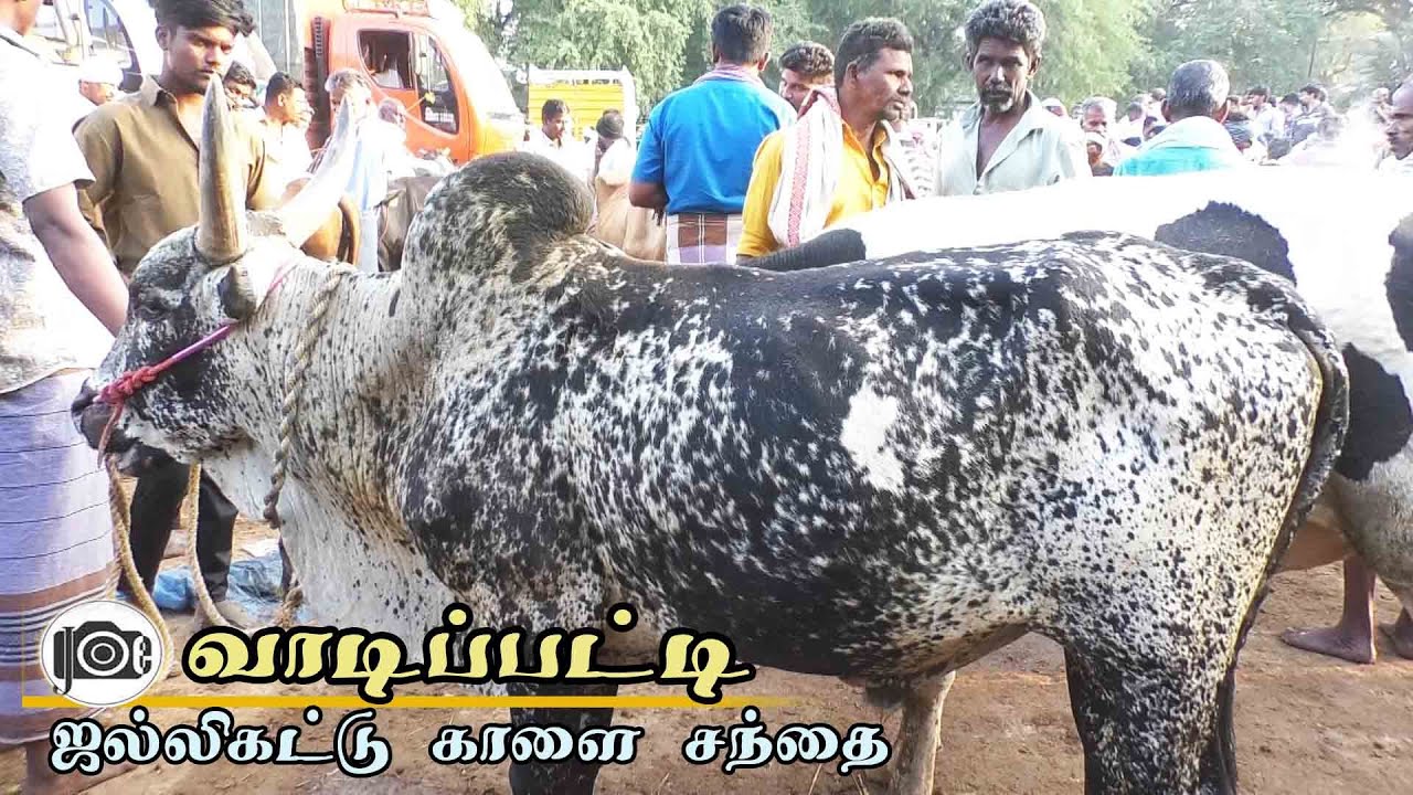 Vadipatti mattu santhai | வாடிப்பட்டி மாட்டு சந்தை