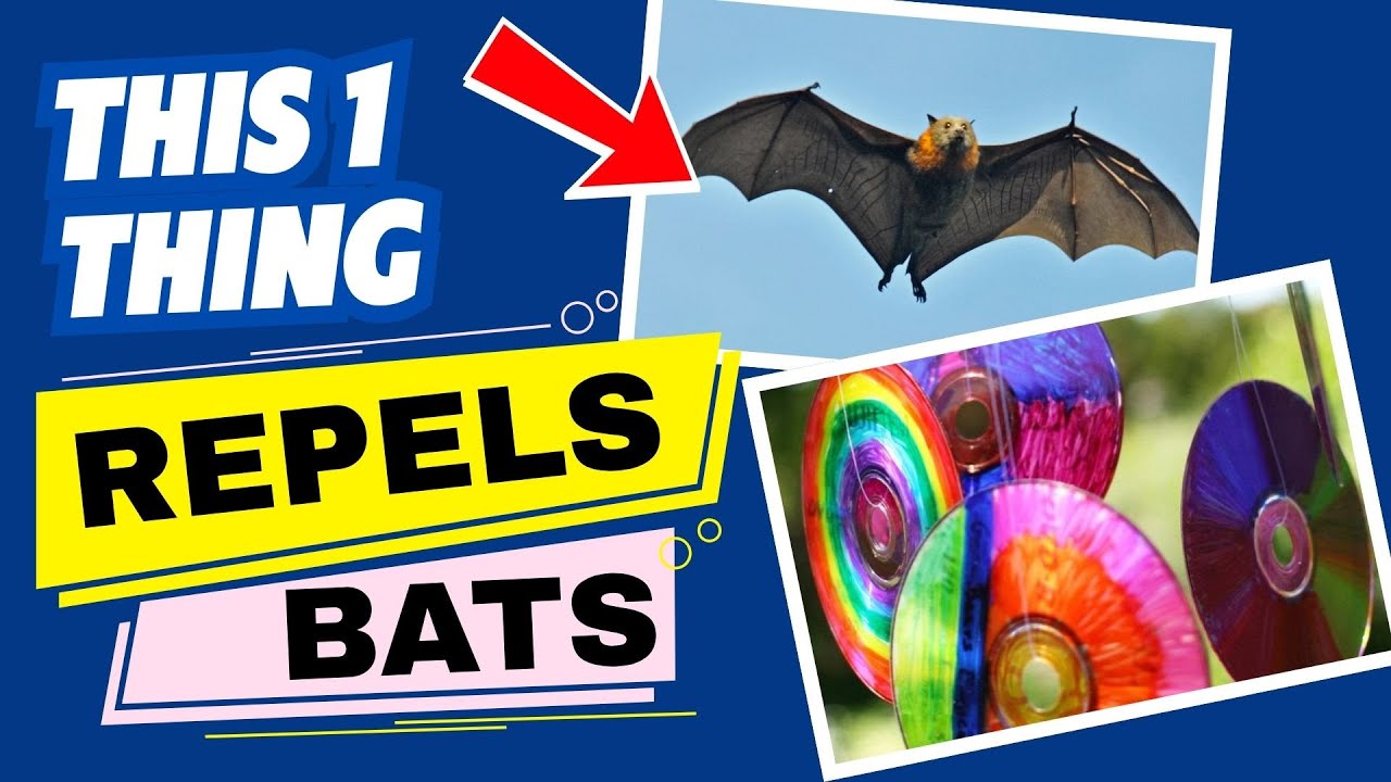 How to Keep Bats Away Naturally 🦇 Genius Home Remedies That Really Work!