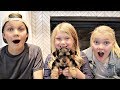 SURPRISING Our Kids With a PUPPY!!