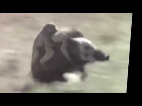 monkeys riding boar - YouTube