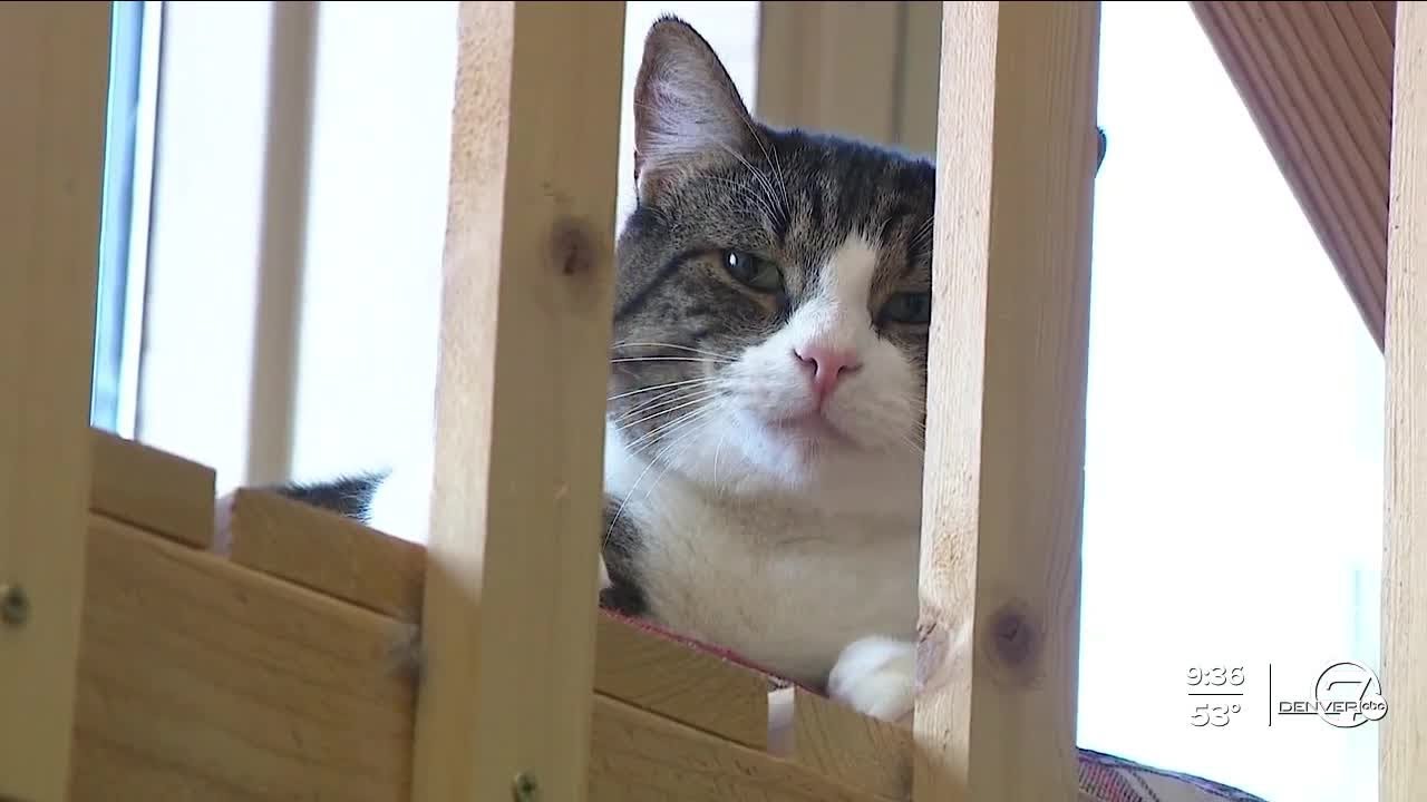 A Colorado nonprofit that rescues cats facing an uncertain future