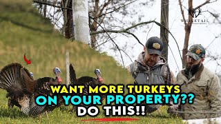 Want more Turkeys on your Property?? DO THIS!!