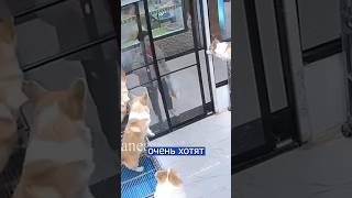 Корги Которые Очень Хотят, Чтобы Их Забрали! 🥰