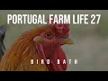 Portugal Farm Life - 27 - Keeping Chickens on a Portuguese Homestead