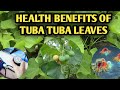 18 HEALING WONDERS OF TUBA TUBA LEAVES Jatropha Curcas HEALTH BENEFITS OF PHYSIC NUT 18 HEALING WONDERS OF TUBA TUBA LEAVES Jatropha Curcas HEALTH BENEFITS OF PHYSIC NUT