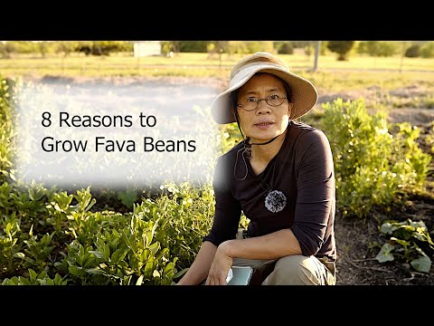 8 reasons to plant Fava Beans