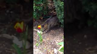 Cat VS Squirrel Carcass! Our Cat Likes to Play With His Food!