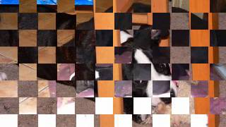 Sara Adoptowana - .Nadzieja-Amstaffa.pl