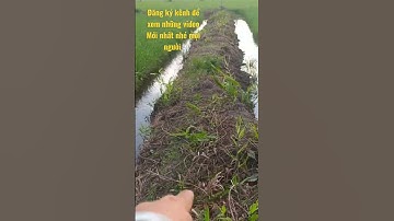 cấm câu rắn hổ hành bự #thanhlenvlog