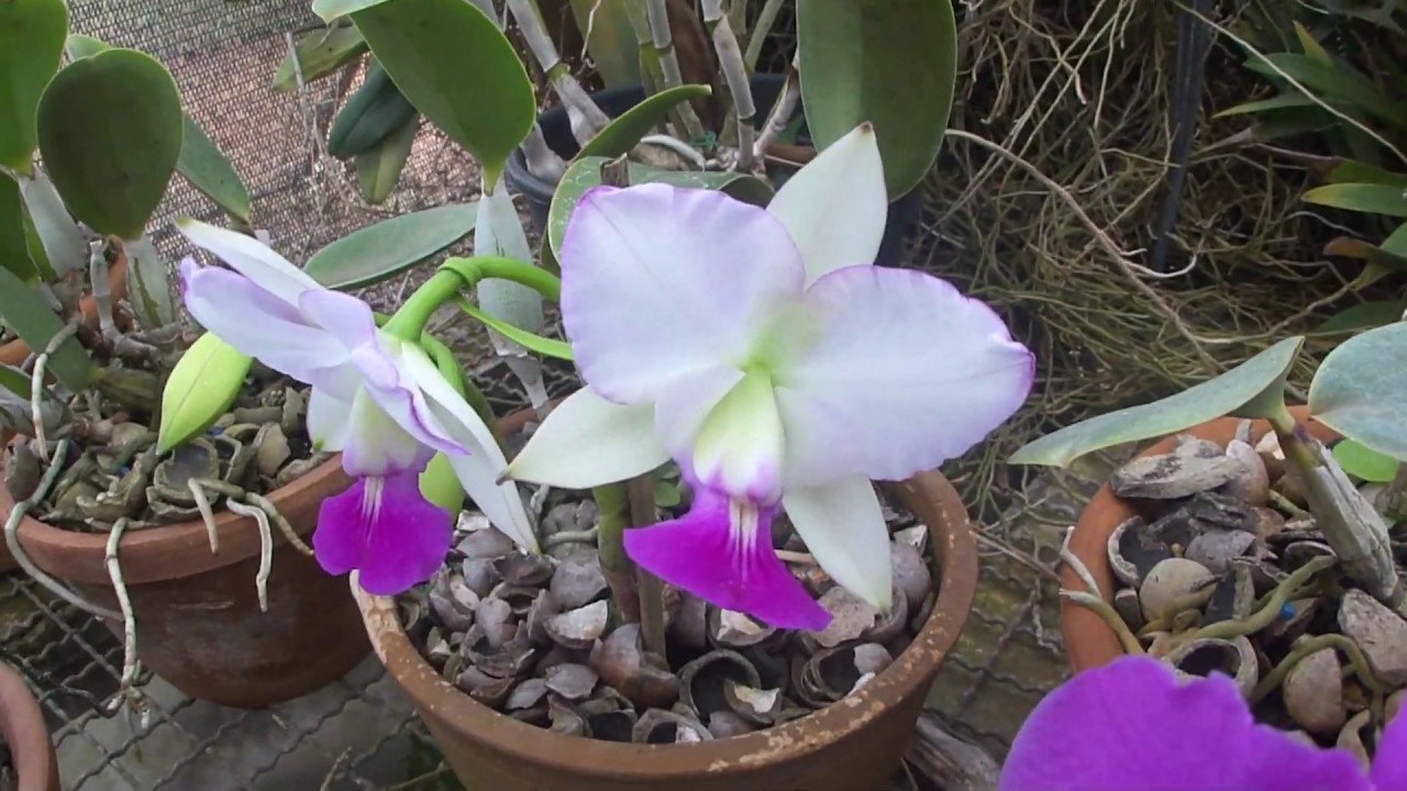 Visita ao orquidário Porã – 25 05 2020.