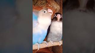 Famous albino black eyes Lovebird beautifully chirping voice lovers couple #like #subscribers #shorts Wealth