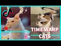 TIME WARP SCAN KITTY CAT FROM TIKTOK // TIKTOK CATS COMPILATION #2