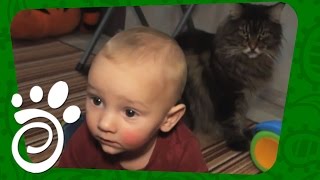 Дети, Кошки И Собаки. Все О Домашних Животных Дети, Кошки И Собаки. Все О Домашних Животных
