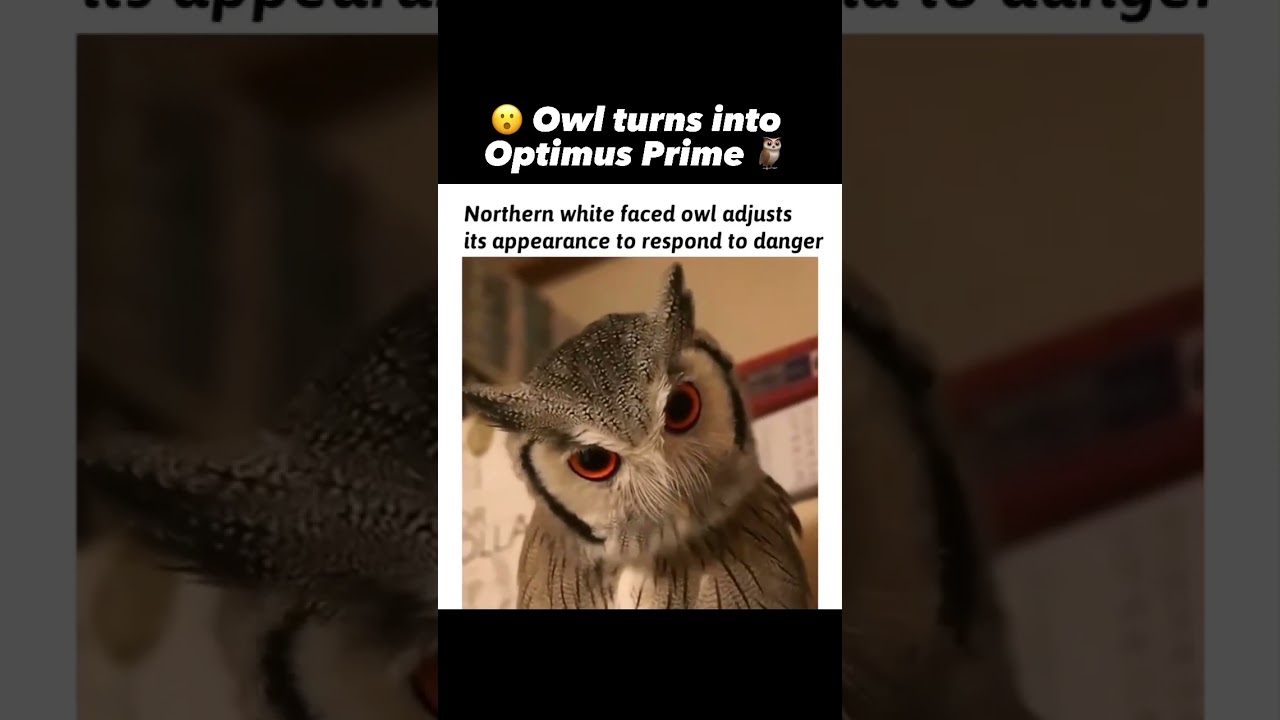 Owl transforms into Optimus Prime battle mode 💥💥🥊 🦉