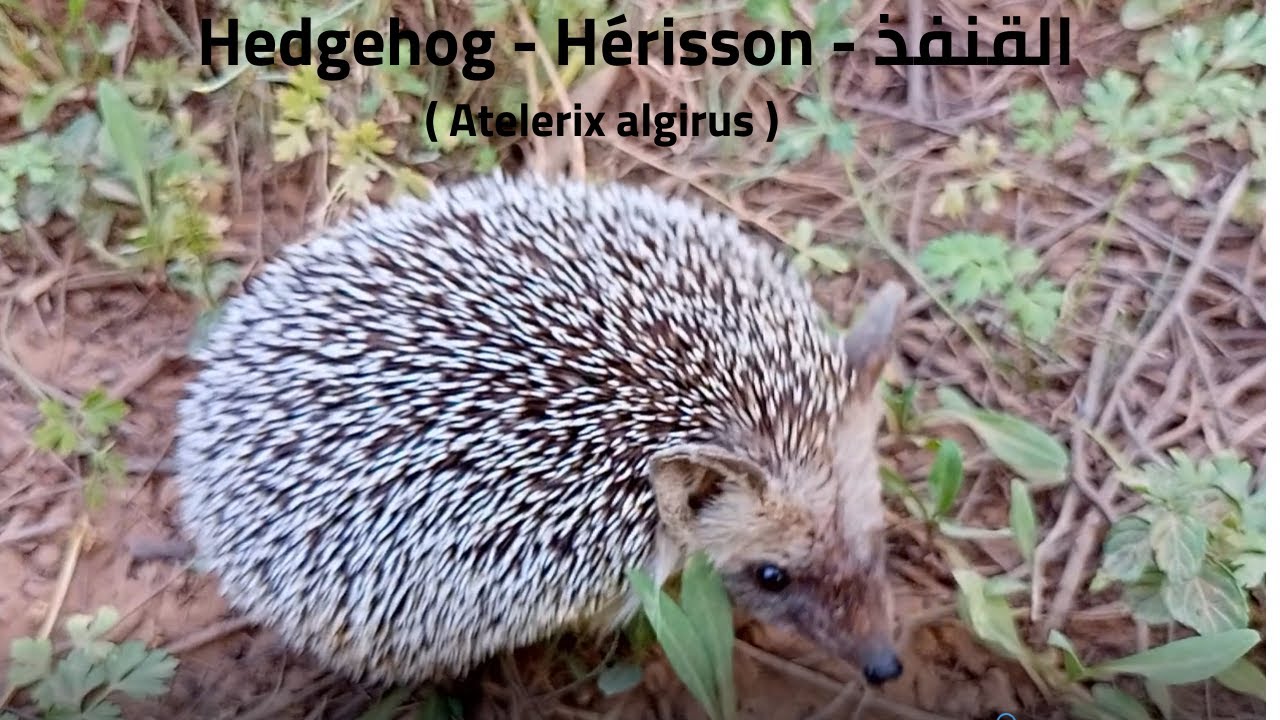 القنفذ - Hérisson - Hedgehog