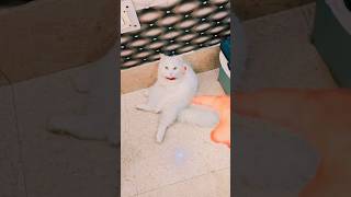 😻 Cute Persian Cat Moments 🐾 | Most Adorable Cat Ever ❤️ | Viral Cat Shorts