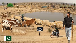One Day as Shepherd in Cholistan Desert | Desert Village Life in Pakistan