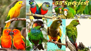 KNOW YOUR CONURES || ALL TYPES OF CONURES || REGION || CONSERVATION STATUS