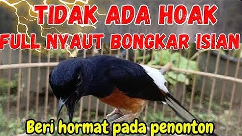 MASTERAN TEMBAKAN PANJANG MURAI BATU lombGACOR, COCOK UNTUK MASTERAN MURAI BATU MUDA MUDAH DITIRUKAN