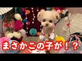 【逃走】うちの犬がいなくなりました・・・【トイプードル】[4K]