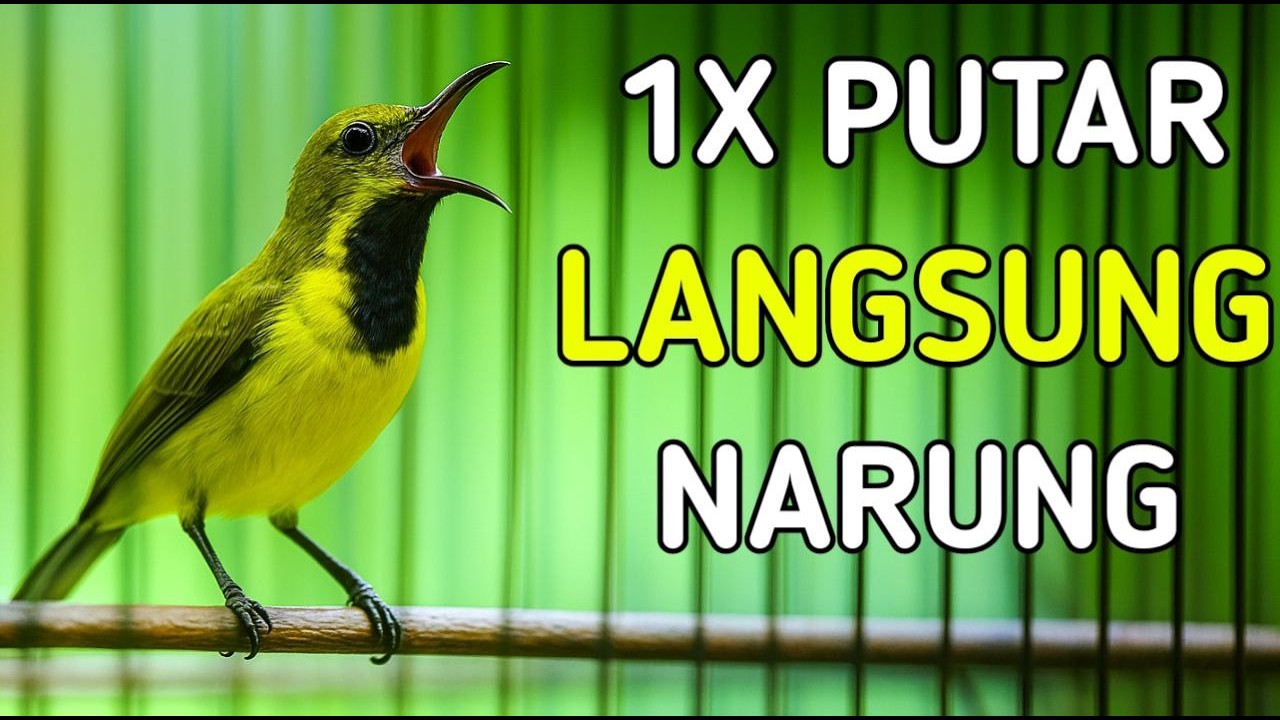 1 x putar sogonmu langsung narung nglawan, pancingan sogon bikin emosi naik