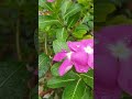 गार्डनिंग वीडियो🪴🌸🌸🪴||#gardening #garden #trending #viral #ytshorts #nature #plants #like 🌼🌸❤