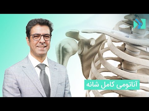 آناتومی کامل شانه