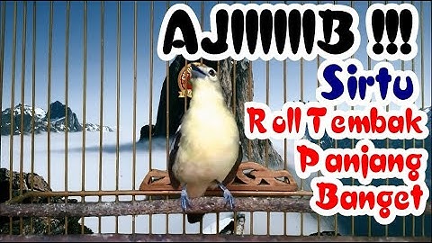 Cipoh Sirtu Roll Tembak Panjang MANTAP Banget Bikin Sirtu Lain Greget Gacor Koar-Koar