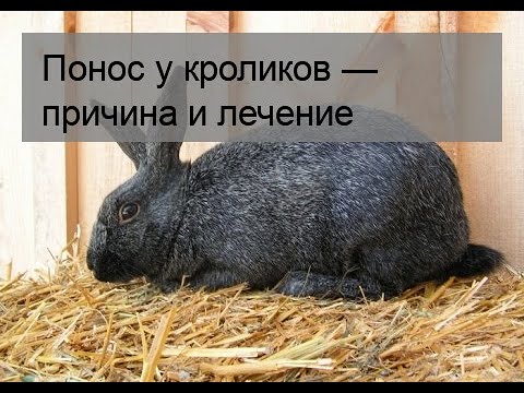 Понос у кроликов — причина и лечение