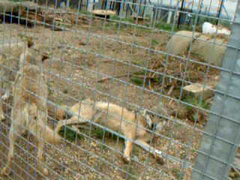 video phone beyonce mp3 Standish Dog Trainer dances with wolves!
