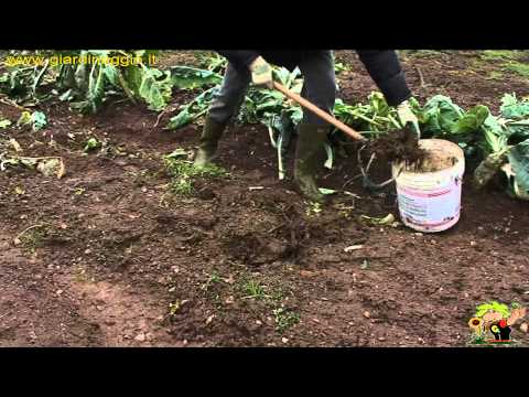 Video: Potatura in inverno: potatura invernale di alberi e arbusti