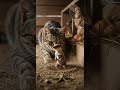 Kitten waited too long for this funny 🤣 🐱 epic surprise finally happens #cats #funnyvideos #cutepets