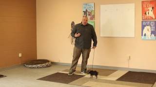 TYD60 Moment How to Train a Little Dog With an ECollar (Electric Collar) Ty the Dog Guy