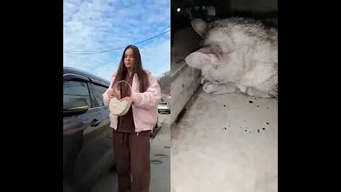 Video 11688271: funnycats cute cats animals, cat funny cute animals