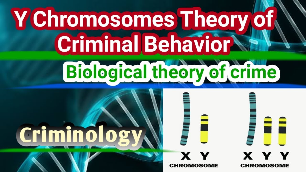 y-chromosomes-theory-of-criminal-behavior-biological-theory-of-crime