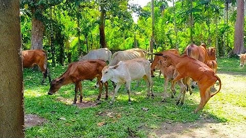 Suara hewan sapi / Suara lembu dan macam-macam suara sapi / Sapi lucu