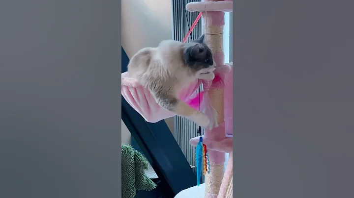 Video 11209511: cats catlover kitty cute, leash